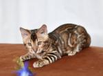 Marchello - Bengal Cat For Sale - Hollywood&comma; FL&comma; US