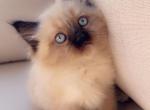 Sweet kitties - Ragdoll Cat For Sale - Vancouver&comma; WA&comma; US