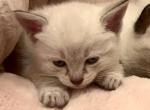 Link - Siamese Cat For Sale - Columbus&comma; GA&comma; US
