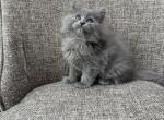 Siberian Girl Kitten Purebred Solid Blue - Siberian Cat For Sale - Old Bridge&comma; NJ&comma; US