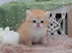 Golden shaded British Longhair boy - British Shorthair Cat For Sale - Spokane&comma; WA&comma; US