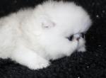Dazzle M Persians - Persian Cat For Sale - 