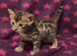 Ying & Yang Litter - Bengal Cat For Sale - South Elgin&comma; IL&comma; US
