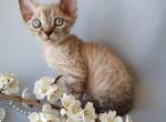 Cora - Devon Rex Cat For Sale - Norwalk&comma; CT&comma; US
