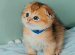 Teddy - Scottish Fold Cat For Sale - Hollywood&comma; FL&comma; US