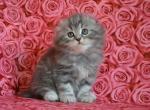 Kris - Scottish Fold Cat For Sale - Hollywood&comma; FL&comma; US