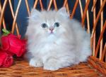 Wylie - British Shorthair Cat For Sale - Hollywood&comma; FL&comma; US
