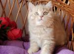 Winny - British Shorthair Cat For Sale - Hollywood&comma; FL&comma; US