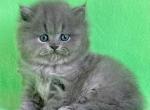 Xena - British Shorthair Cat For Sale - Hollywood&comma; FL&comma; US