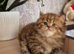 Izabella - British Shorthair Cat For Sale - Hollywood&comma; FL&comma; US