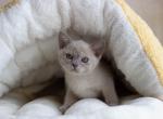 Solange - Burmese Cat For Sale - Miami&comma; FL&comma; US