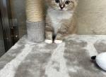lola - Ragdoll Cat For Sale - Freeburg&comma; PA&comma; US