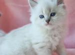 Mabel - Siberian Cat For Sale - Miami&comma; FL&comma; US
