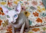 Flash odd eye - Sphynx Cat For Sale - Brooklyn&comma; NY&comma; US