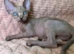 Cindy - Sphynx Cat For Sale - Brooklyn&comma; NY&comma; US