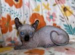 Lucky Dwelf - Bambino Cat For Sale - Brooklyn&comma; NY&comma; US