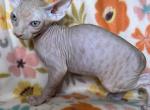 Leo - Sphynx Cat For Sale - Brooklyn&comma; NY&comma; US