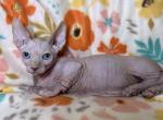 Lechee Bambino - Bambino Cat For Sale - Brooklyn&comma; NY&comma; US