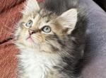 Oliver - Siberian Cat For Sale - Lynnfield&comma; MA&comma; US