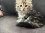Valentina - Siberian Cat For Sale - Lynnfield&comma; MA&comma; US