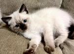Duchess - Siamese Cat For Sale - Columbus&comma; GA&comma; US
