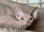 Plusha - Sphynx Cat For Sale - Pembroke Pines&comma; FL&comma; US