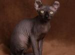 Oniks - Sphynx Cat For Sale - Pembroke Pines&comma; FL&comma; US