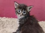 Bailey - Maine Coon Cat For Sale - Trevor&comma; WI&comma; US