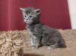 Jameson - Maine Coon Cat For Sale - Trevor&comma; WI&comma; US