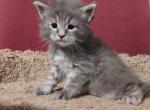 Guinness - Maine Coon Cat For Sale - Trevor&comma; WI&comma; US