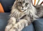 Katya - Maine Coon Cat For Sale/Retired Breeding - Saugerties&comma; NY&comma; US