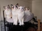 New Tica Registered Bicolor Ragdoll litter - Ragdoll Cat For Sale - Brooklyn&comma; NY&comma; US