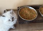 Himalayan Kittens - Himalayan Cat For Sale - Bealeton&comma; VA&comma; US
