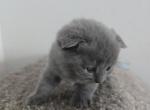 Gaius Russian Blue Scottish Fold - Scottish Fold Kitten For Sale - Roanoke&comma; TX&comma; US