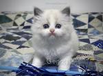 Barberus - Ragdoll Cat For Sale - Tuscaloosa&comma; AL&comma; US