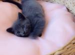 Cutie - Russian Blue Cat For Sale - Vancouver&comma; WA&comma; US