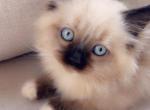 Such Sweetness - Ragdoll Cat For Sale - Vancouver&comma; WA&comma; US