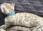 Remy la Roux aka Gambit - Bengal Cat For Sale - Oklahoma City&comma; OK&comma; US