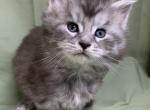 TICA Sawyer - Maine Coon Cat For Sale - Waterloo&comma; IN&comma; US