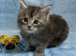 TICA Stetson - Maine Coon Cat For Sale - Waterloo&comma; IN&comma; US