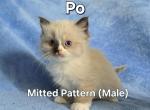 Po - Ragdoll Cat For Sale - Swedesboro&comma; NJ&comma; US