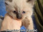 Rue - Ragdoll Cat For Sale - Swedesboro&comma; NJ&comma; US
