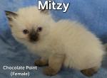 Mitzy - Ragdoll Cat For Sale - Swedesboro&comma; NJ&comma; US