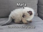 Marla - Ragdoll Cat For Sale - Swedesboro&comma; NJ&comma; US