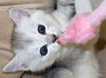 Cutie - Scottish Fold Cat For Sale - Maineville&comma; OH&comma; US