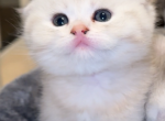 sweet boy - Scottish Fold Cat For Sale - Maineville&comma; OH&comma; US