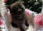 Black Panther - Scottish Straight Cat For Sale - New York&comma; NY&comma; US