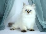 Tina - Siberian Cat For Sale - Pembroke Pines&comma; FL&comma; US