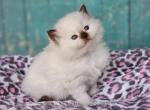 Seal point - Ragdoll Cat For Sale - Farmville&comma; VA&comma; US