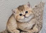 Kitten 1 - British Shorthair Cat For Sale - Helotes&comma; TX&comma; US